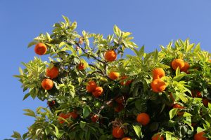 Algemene Reis informatie